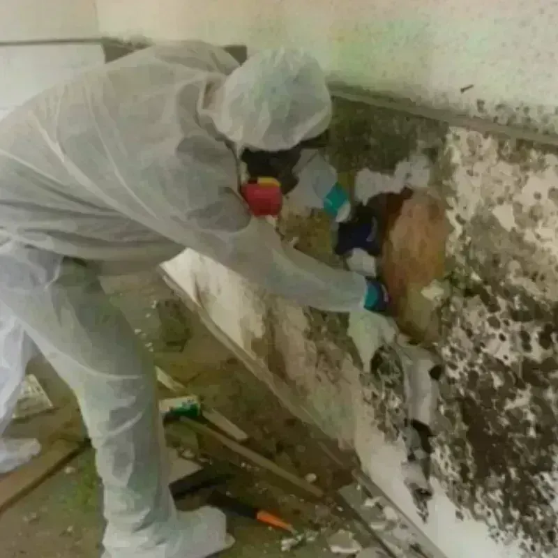 Mold Remediation and Removal in Joliet, IL